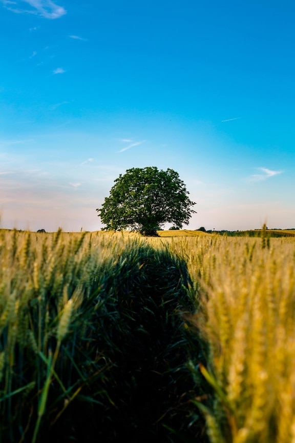field, agriculture, tree, wheatfield, atmosphere, idyllic, sunny, rural, grass, cereal