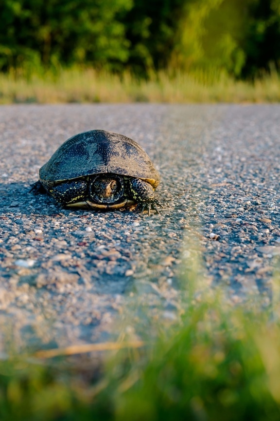 skildpadde, krydser, asfalt, vej, natur, krybdyr, græs, udendørs, sommer, godt vejr