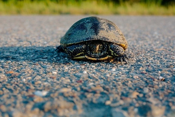 skildpadde, asfalt, vej, hvirvelløse, dyr, skal, krybdyr, haven, naturlige, hvirveldyr