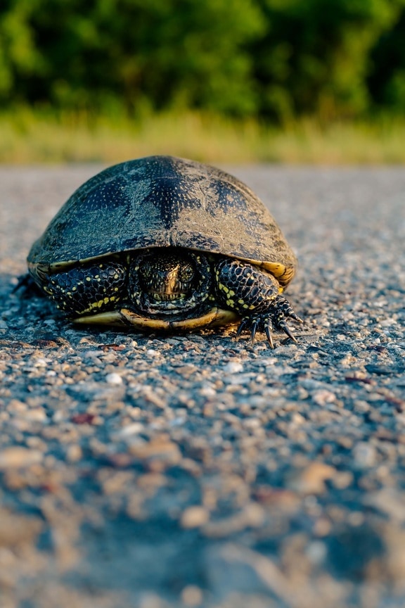 skildpadde, helt tæt, asfalt, vej, natur, skal, krybdyr, dyreliv, udendørs, sommer
