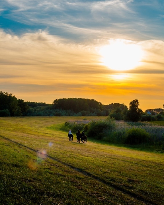 rider, horses, training program, atmosphere, majestic, sunset, dawn, rural, landscape, farmland