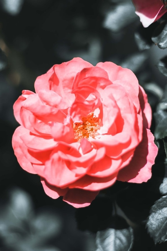 Free Picture Waterdrop Dew Roses Close Up Rose Plant Flower Leaf Garden Nature