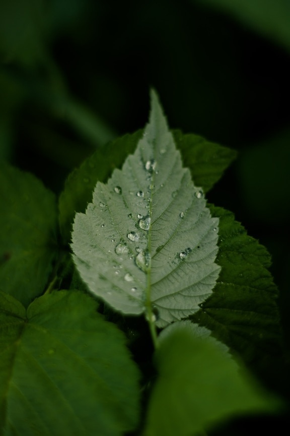 waterdrop, green leaves, moisture, purity, dew, shadow, dark green, nature, rain, plant