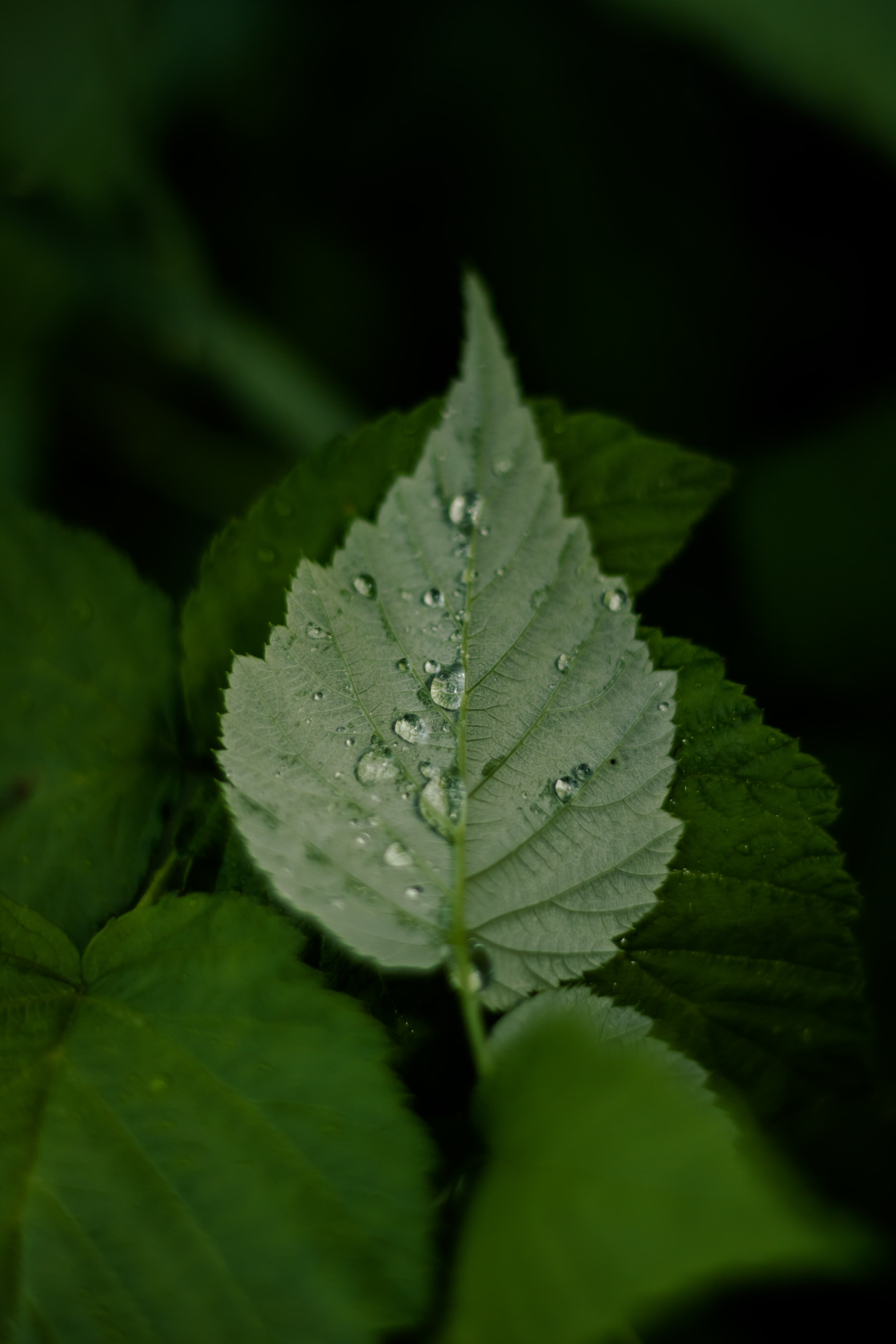Free picture: waterdrop, green leaves, moisture, purity, dew, shadow, dark  green, nature, rain, plant