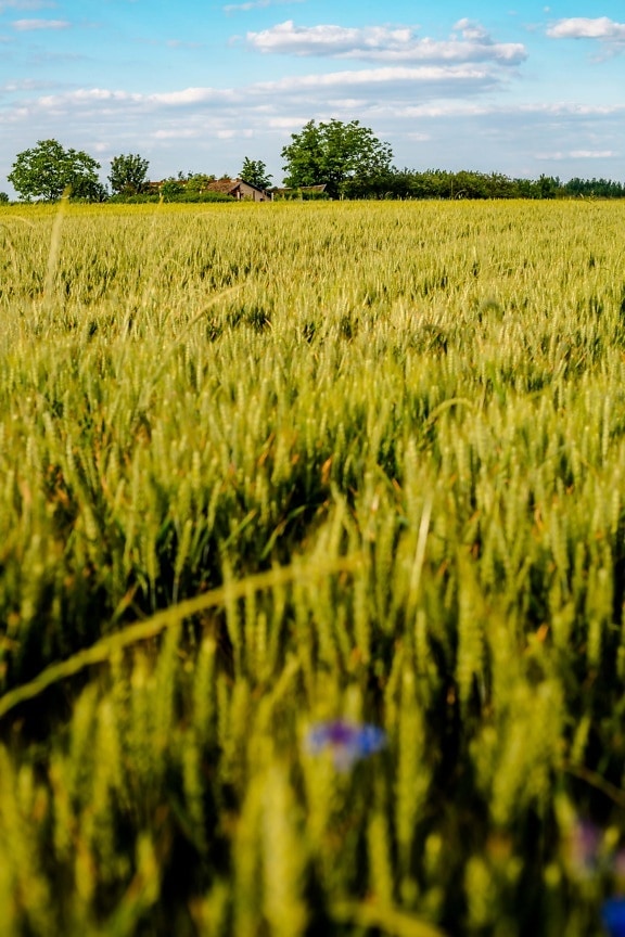 champ de blé, ferme, herbe, céréale, rural, été, paysage, blé, domaine, Agriculture