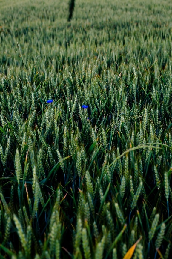Wheatfield, rơm, màu xanh lá cây, lĩnh vực, nông nghiệp, lúa mì, ngũ cốc, cây trồng, ngoài trời, Trang trại