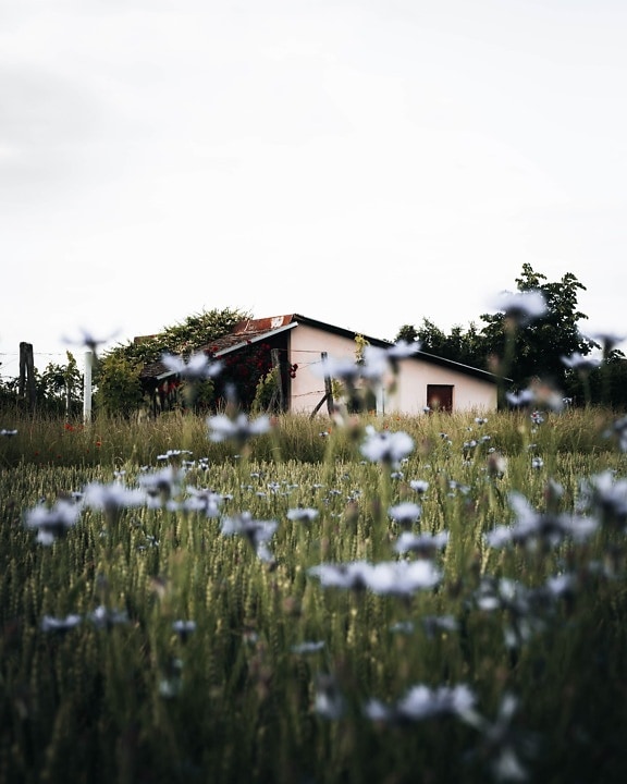 casa de campo, antiguo, granja, abandonado, paisaje, al aire libre, naturaleza, flor, verano, césped