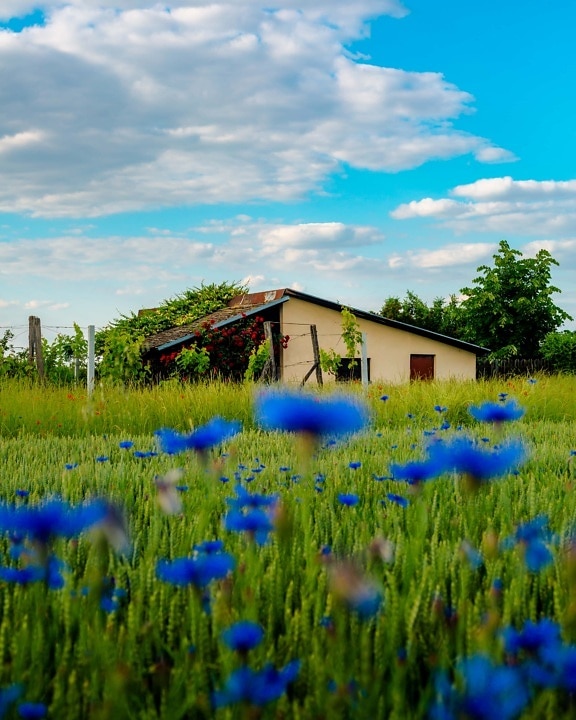 farmland, farmhouse, farm, blue, flowers, landscape, nature, summer, grass, plant
