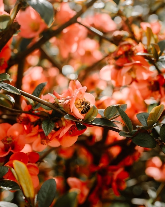 insect, bee, honeybee, pollination, bush, branches, spring time, shrub, branch, leaf