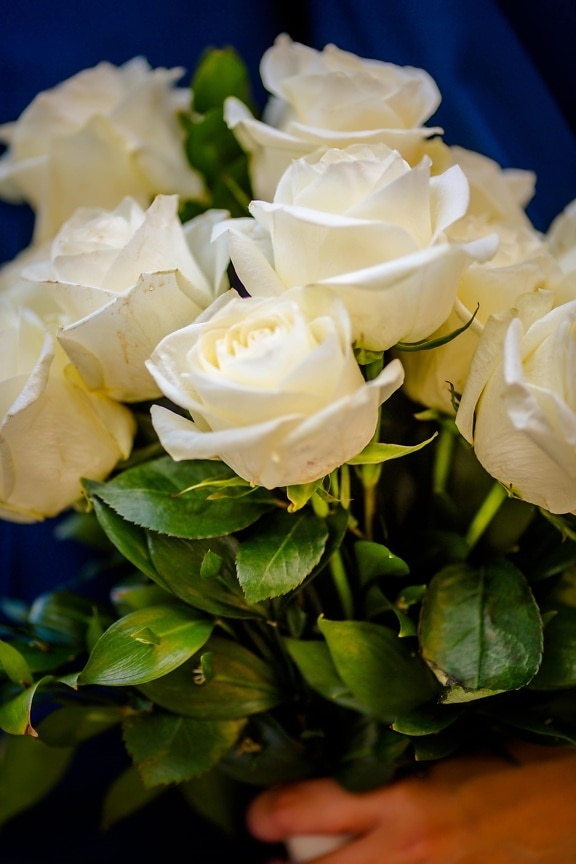Белый цветок, букет, розы, подарок, роза, лист, лепесток, цветок, кустарник, романтика