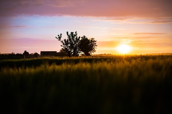 solnedgång, Wheatfield, solfläck, majestätisk, solen, solstrålar, sommarsäsongen, siluett, bakgrundsbelyst, landskap