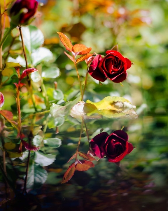 arbusto, rosas, reflexión, flor, color de rosa, hoja, naturaleza, brote, flora, planta