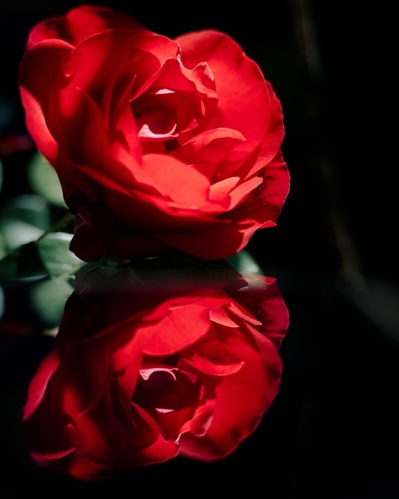 red, rose, reflection, flower, petal, blooming, elegant, nature, bud, marriage