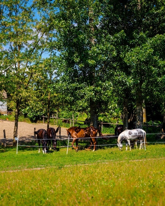 Free picture: horses, light brown, farmland, ranch, grazing, village ...