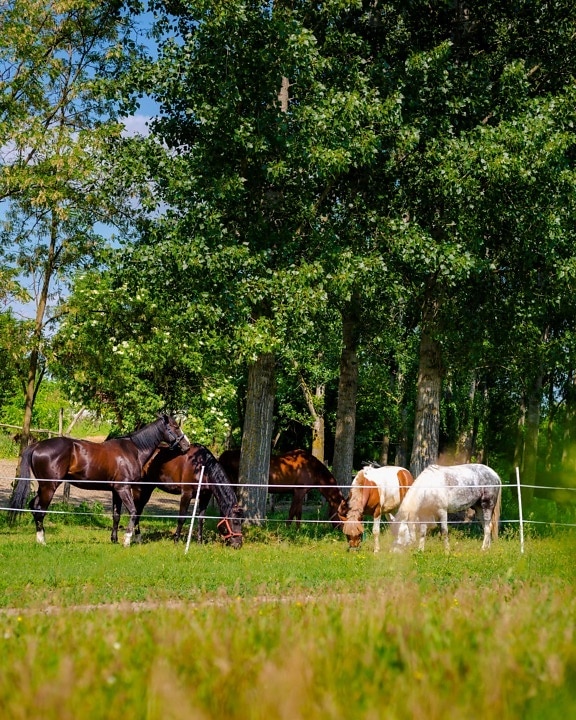 pâturage, chevaux, Agriculture, rural, ferme, Ranch, herbe, domaine, Stallion, paysage