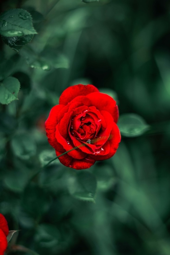 rosa, dešťová kapka, růže, tmavě červená, okvětní lístky, květ, příroda, okvětní lístek, závod, růže