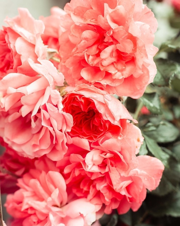 Rose, rosso, luminosa, petali, rugiada, da vicino, goccia di pioggia, petalo, natura, romanza