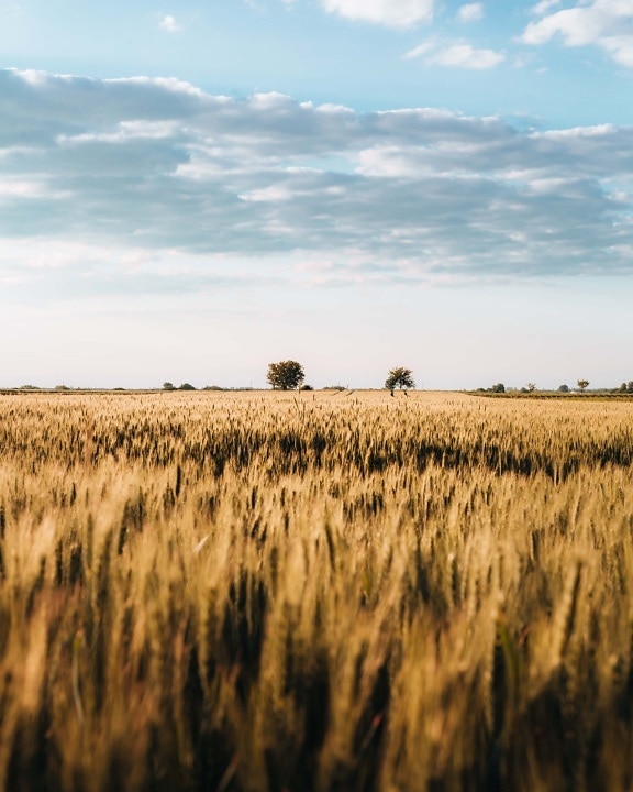 stem, field, barley, summer, day, bright, cereal, rural, crop, agriculture