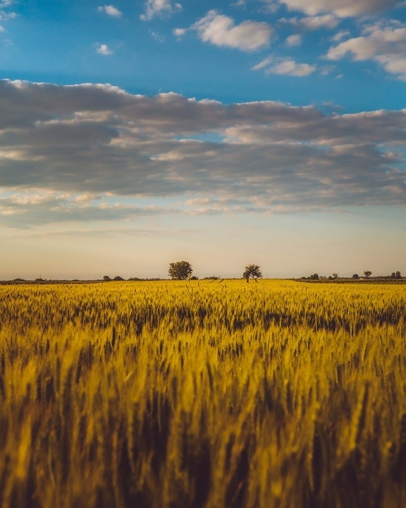 sunny, wheatfield, summer season, idyllic, bright, agriculture, sunset, field, dawn, landscape
