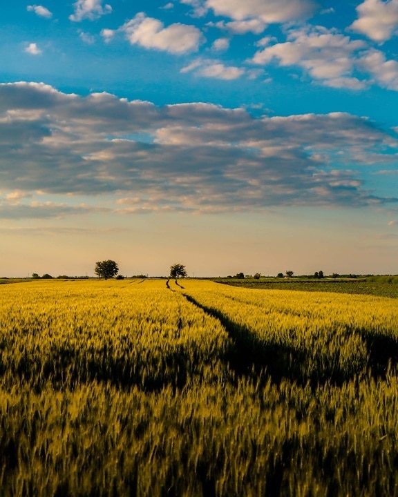 countryside, wheatfield, agriculture, landscape, field, farm, rural, rapeseed, crop, sunset