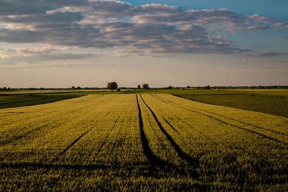 calm, atmosphere, field, barley, agriculture, dusk, meadow, farm, sunset, wheat