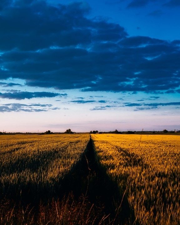 nuages, dramatique, bleu foncé, champ de blé, l'été, Agriculture, paysage, campagne, blé, domaine