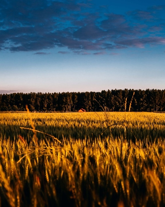 coucher de soleil, champ de blé, nuages, dramatique, blé, rural, herbe, céréale, été, aube