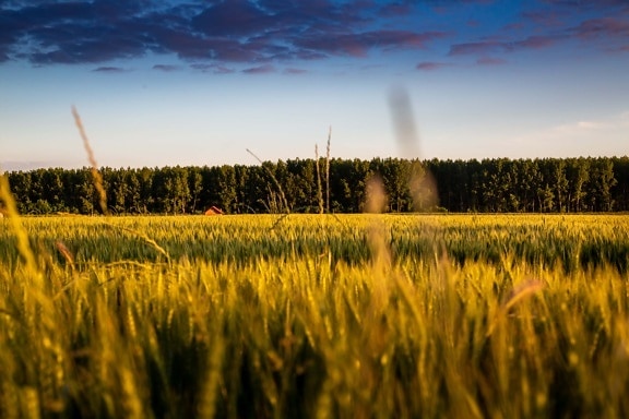 agriculture, field, wheatfield, dawn, clouds, dramatic, blue sky, landscape, farm, rural
