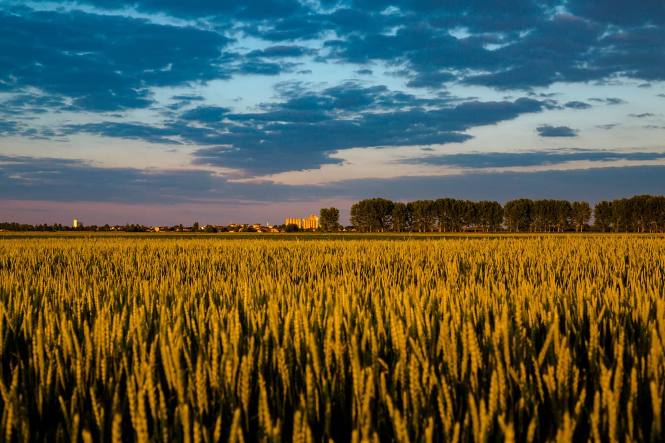 trigo, Wheatfield, agricultura, cereales, mal tiempo, cielo azul, dramático, campo, campo, paisaje