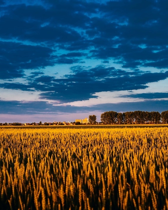 clouds, dark blue, blue sky, wheatfield, landscape, cereal, field, rural, dawn, sunset