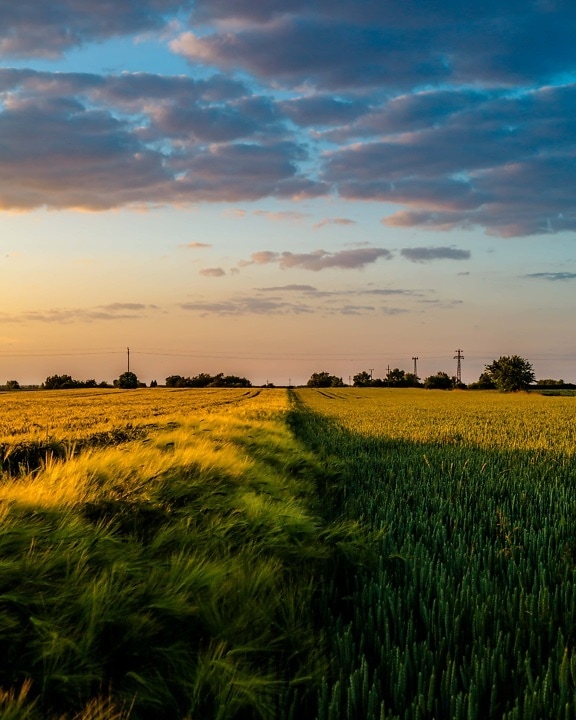 wheatfield, 보 리, 목가적인, 황혼, 진한 파란색, 구름, 씨앗, 풍경, 초원, 농장