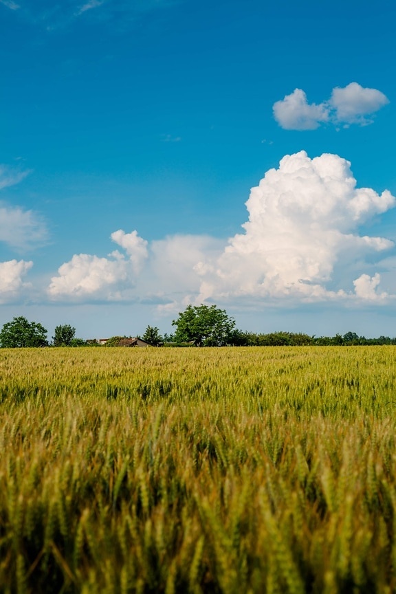 Пшеничное поле, время весны, Пшеница, трава, сельских районах, зерновые, поле, луг, сельское хозяйство, пейзаж