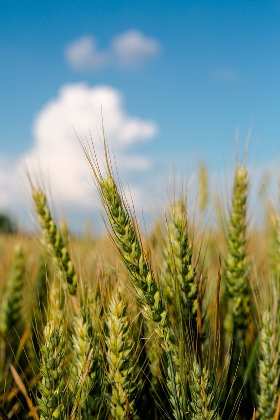 Грін, Пшениця, wheatfield, Насіння, близьким, зерна, стебло, Зернові, поле, літо