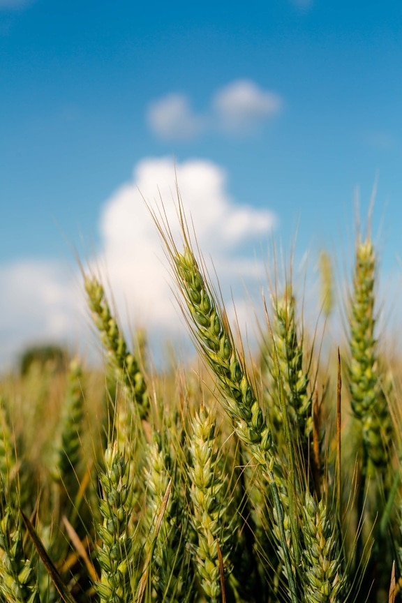 close-up, wheatfield, wheat, detail, green leaf, seed, straw, stem, summer, grain