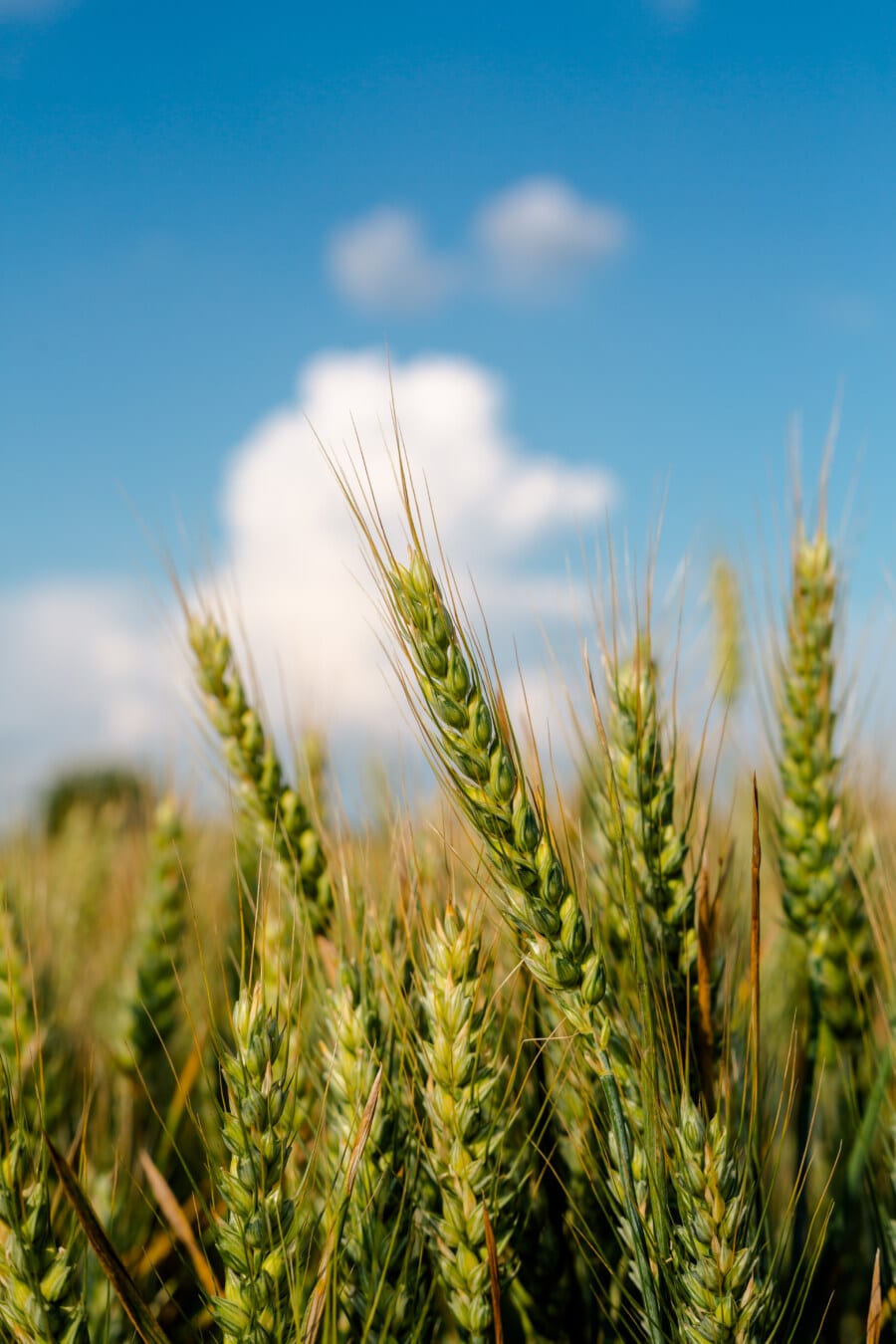 da vicino, campo di grano, grano, dettaglio, foglia verde, seme, paglia, staminali, estate, grano