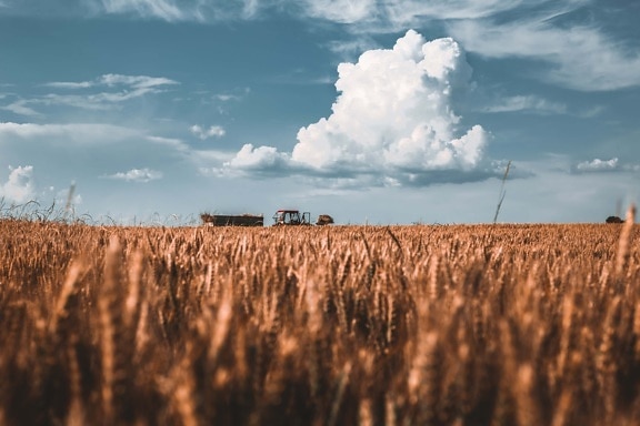 wheatfield, wheat, summer season, harvest, tractor, atmosphere, landscape, cereal, field, rural