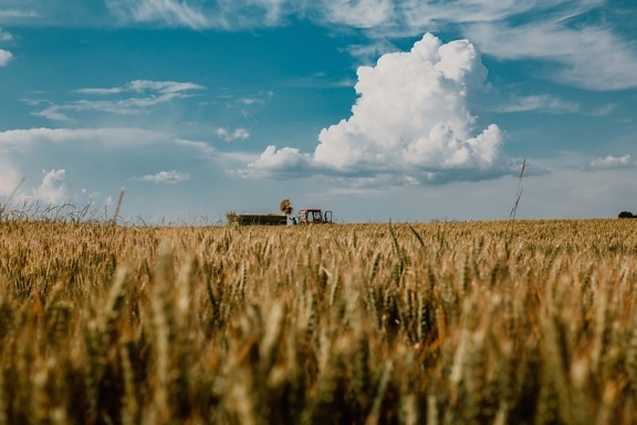 agricultura, trabajo de campo, tractor, Wheatfield, verano, cereales, campo, rural, paisaje, paja de