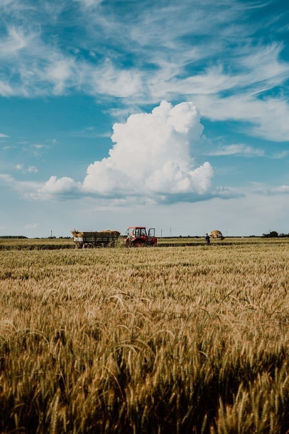 Harvester, Harvestman, Traktor, Maschine, Weizenfeld, Landwirtschaft, Feld, Weizen, Landschaft, Hay