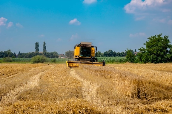 vehicle, harvester, wheatfield, wheat, agriculture, field, machine, rural, farm, straw