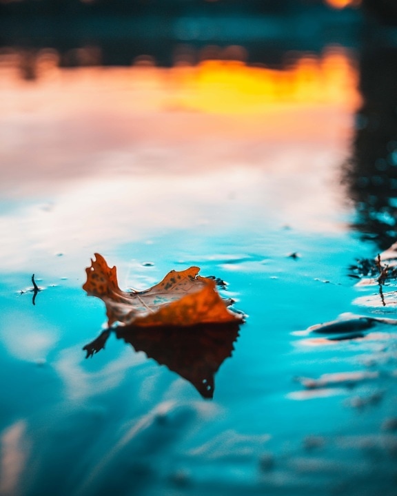 leaf, dry, water level, sunset, floating, water, sun, nature, summer, dawn