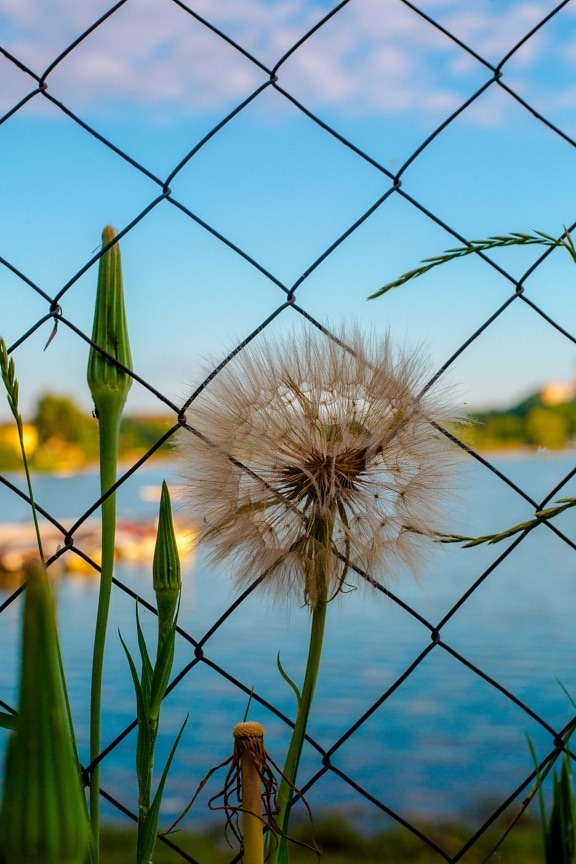 dry, dandelion, seed, grass, fence, plant, herb, summer, nature, wire