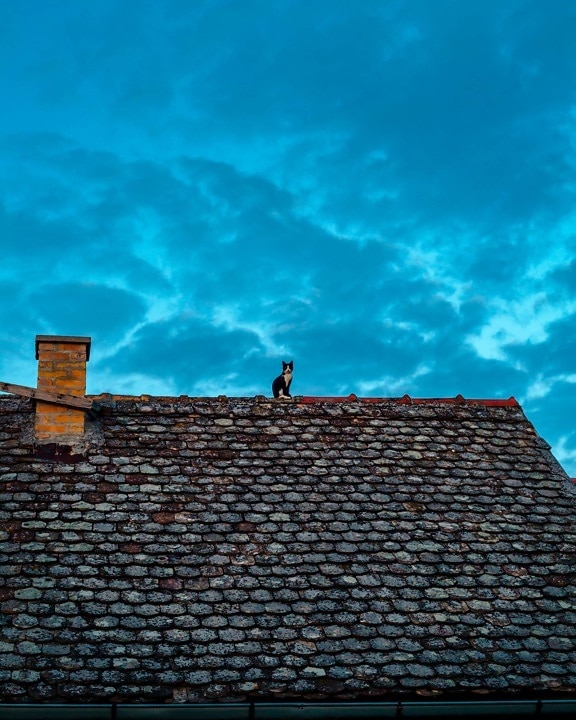 bianco e nero, gatto, sul tetto, seduta, vecchio, Casa, materiale, coperture, architettura, tetto