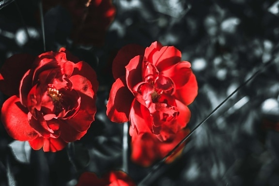 avermelhado, lindas flores, pétalas, vermelho escuro, sombra, galho, planta, flor, arbusto, pétala