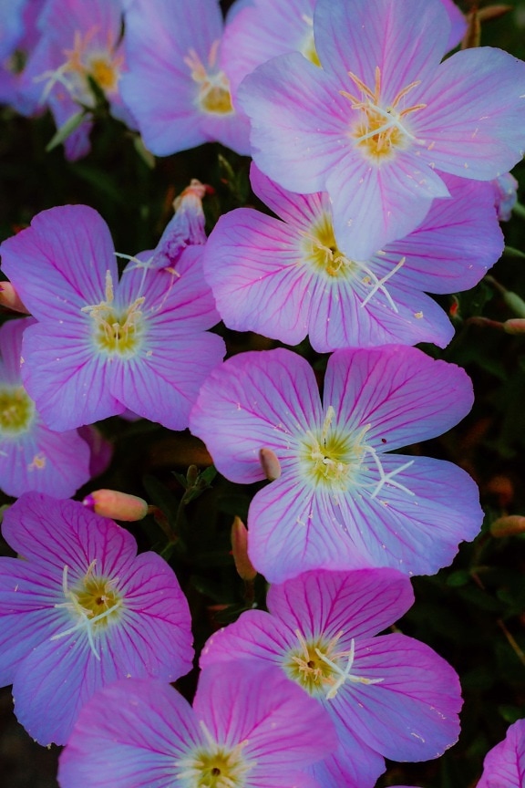 petals, pollen, close-up, pistil, bright, pinkish, flowers, flower, pink, herb