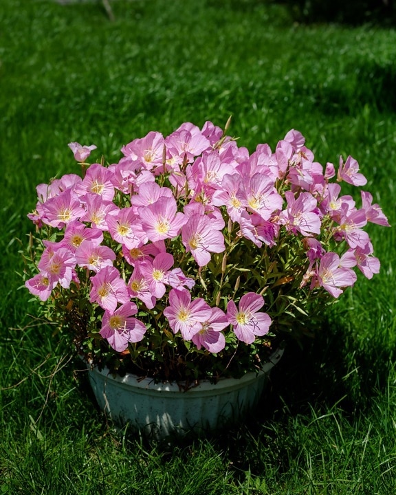 flower garden, horticulture, flowerpot, beautiful flowers, petals, pinkish, lawn, grass, garden, pink
