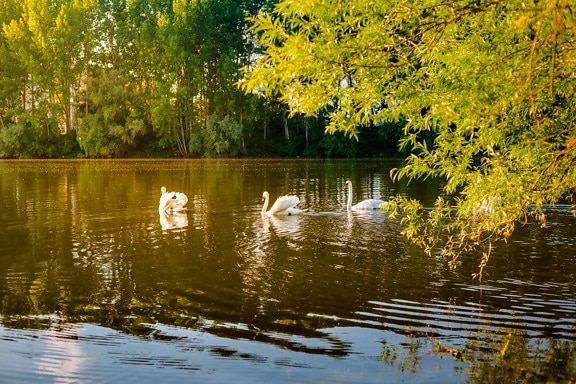 summer season, lakeside, sunshine, swimming, swan, birds, river, water, tree, forest