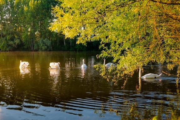 sunny, lakeside, day, swan, birds, flock, aquatic bird, bird family, tree, landscape