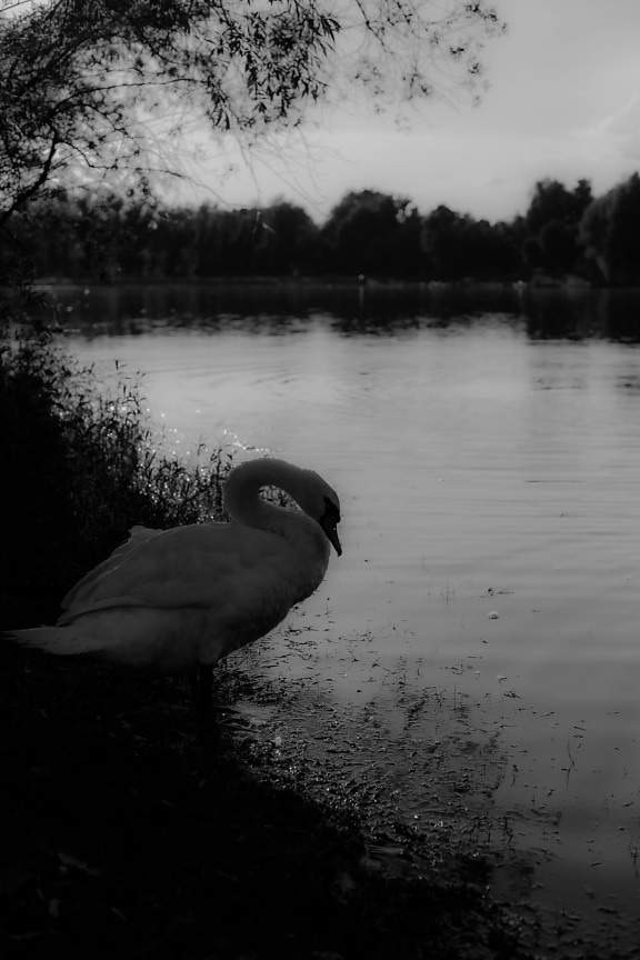 beautiful, swan, black and white, monochrome, neck, grace, pool, bird, lake, reflection