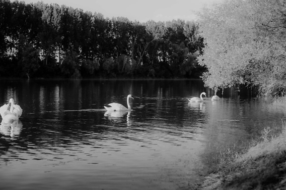 aquatic bird, flock, wading bird, swan, black and white, monochrome, landscape, calm, placid, water