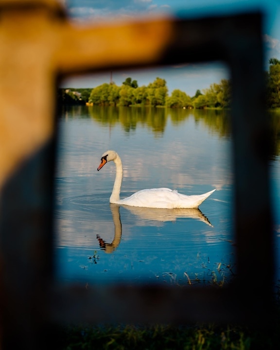 bird, swan, young, water, wildlife, reflection, wading bird, nature, lake, outdoors